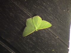 Ornithospila submonstrans