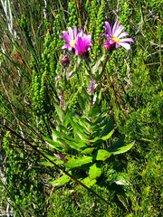 Senecio speciosissimus