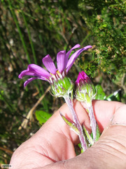 Senecio speciosissimus