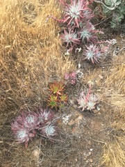 Dudleya greenei