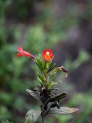 Diplacus parviflorus