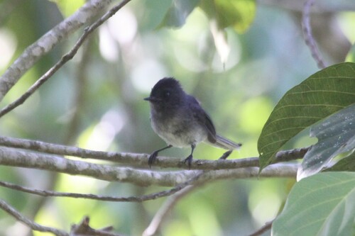 White-tailed Crested Flycatcher (Elminia albonotata), photo 7