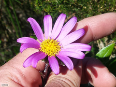 Senecio speciosissimus