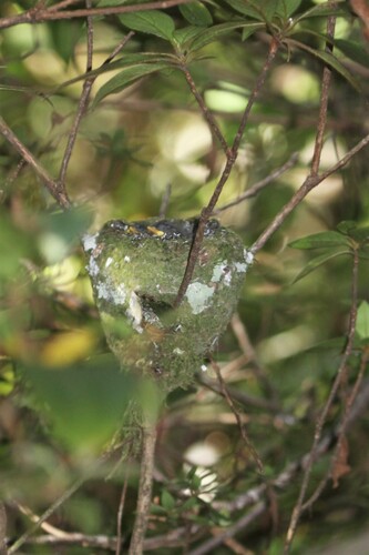 White-tailed Crested Flycatcher (Elminia albonotata), photo 9