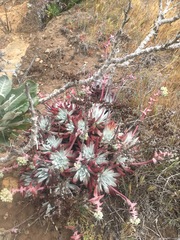 Dudleya greenei