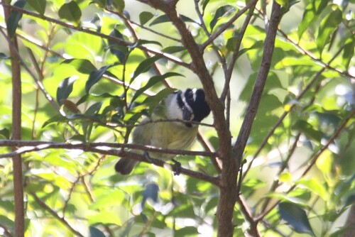 Yellow-rumped Tinkerbird (Pogoniulus bilineatus), photo 8