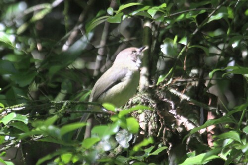 Chirinda Apalis (Apalis chirindensis), photo 2