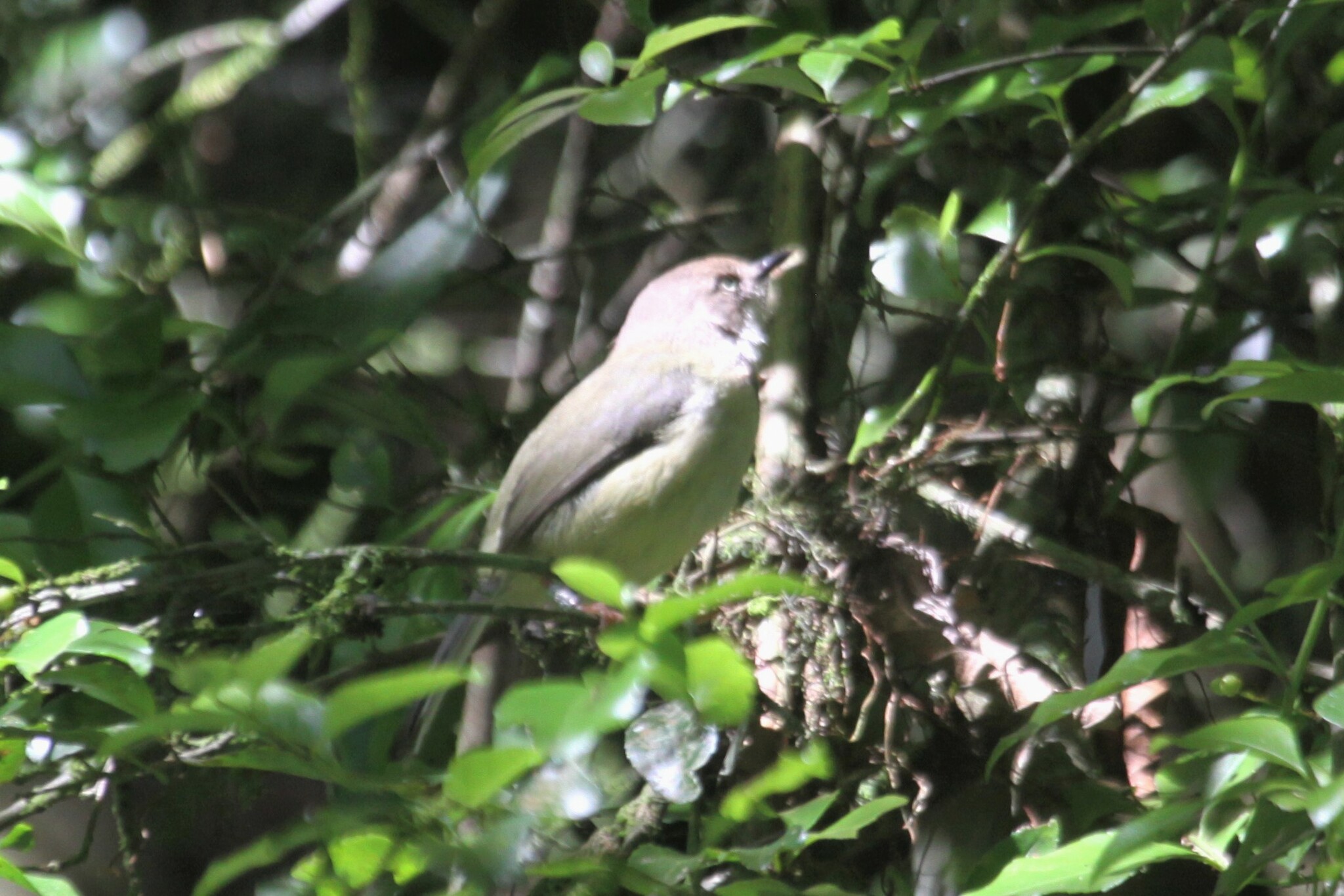 Chirinda Apalis illustration