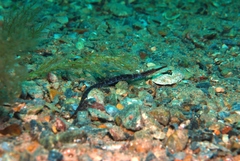 Vanacampus poecilolaemus