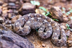 Egyptian Saw-Scaled Viper photo 4
