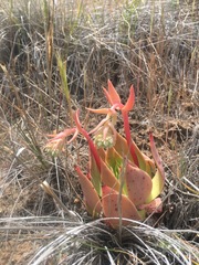Dudleya candelabrum