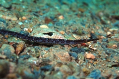 Vanacampus poecilolaemus