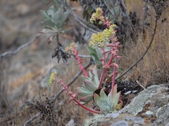 Dudleya greenei