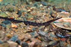 Vanacampus poecilolaemus