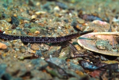 Vanacampus poecilolaemus