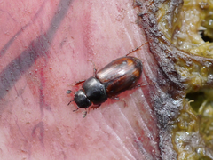 Agoliinus congregatus