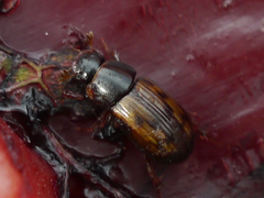 Agoliinus congregatus