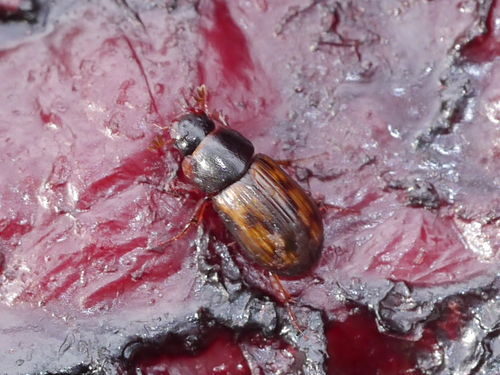 Congregating Small Dung Beetle