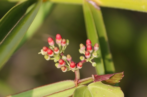 Cissus quadrangularis