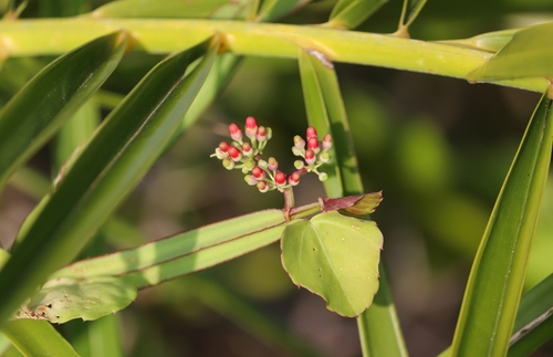 Cissus quadrangularis