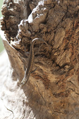 Cryptoblepharus pannosus