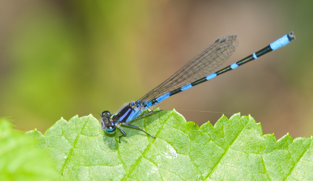Little Bluet