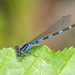 Little Bluet - Photo (c) Greg Lasley, some rights reserved (CC BY-NC), uploaded by Greg Lasley