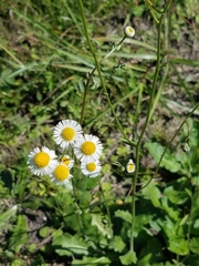 Erigeron quercifolius