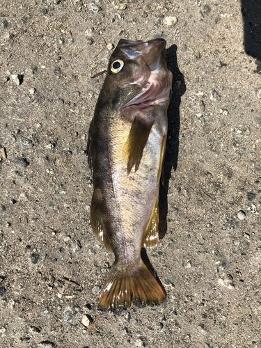 Photo of olive rockfish (Sebastes serranoides)
