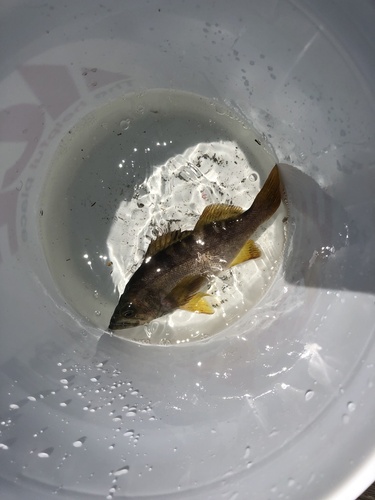Photo of olive rockfish (Sebastes serranoides)