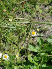 Erigeron quercifolius