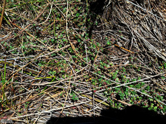 Cliffortia tricuspidata