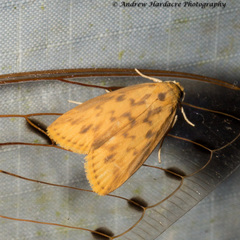 Barsaurea phaeoxanthia