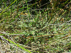Cliffortia tricuspidata