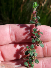 Cliffortia tricuspidata