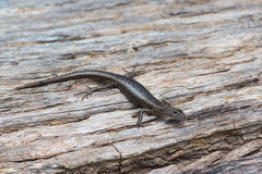 Cryptoblepharus australis