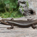 Tree Skink - Photo (c) John Sullivan, some rights reserved (CC BY-NC)