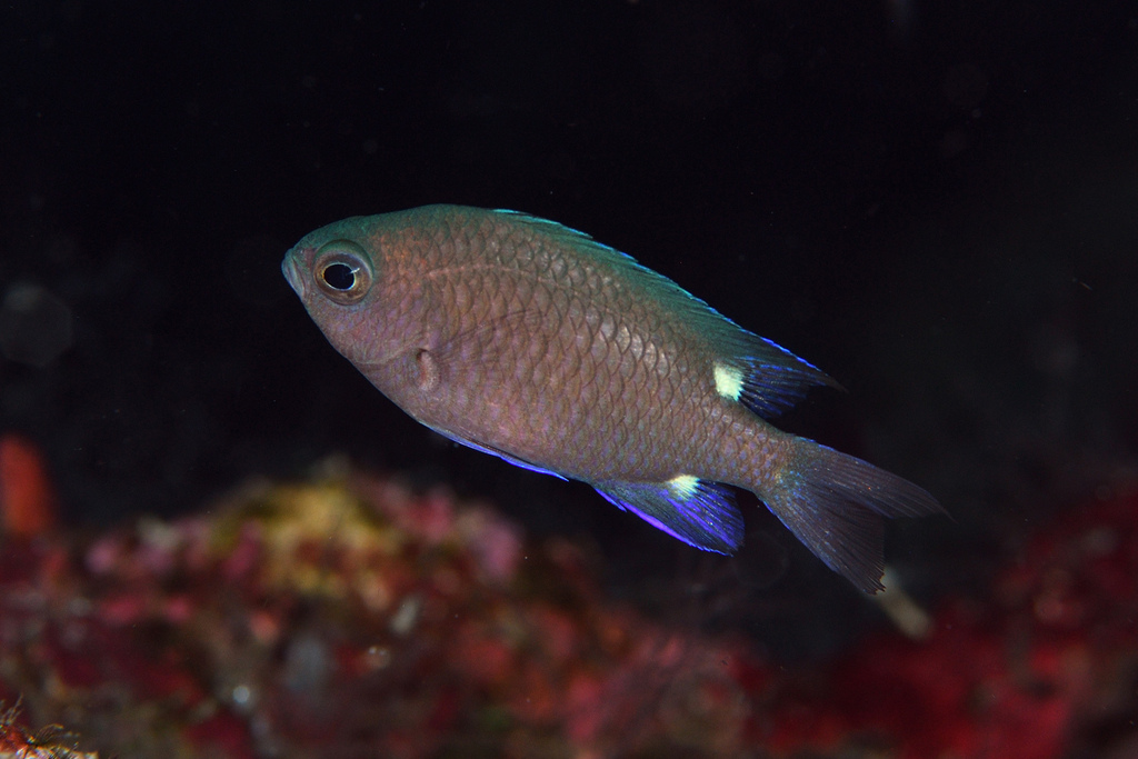 Twinspot chromis (Chromis elerae) — Pomacentridae
