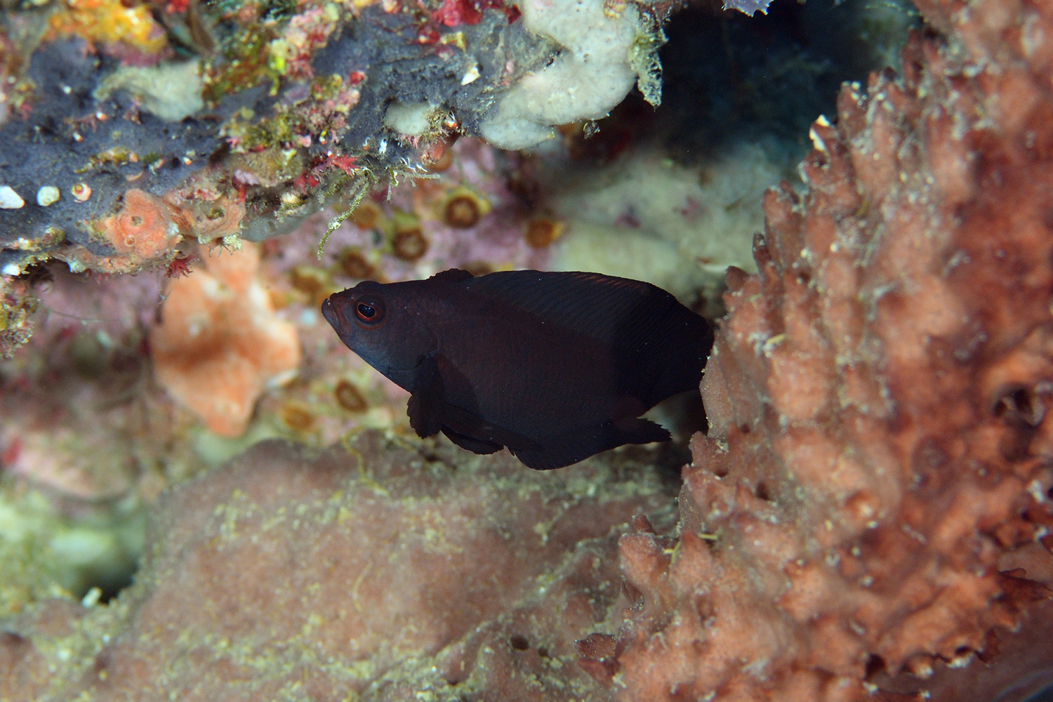 Midnight Dottyback photo 3
