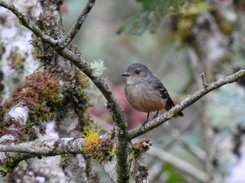 Rufous-tailed Tyrant (Knipolegus poecilurus)