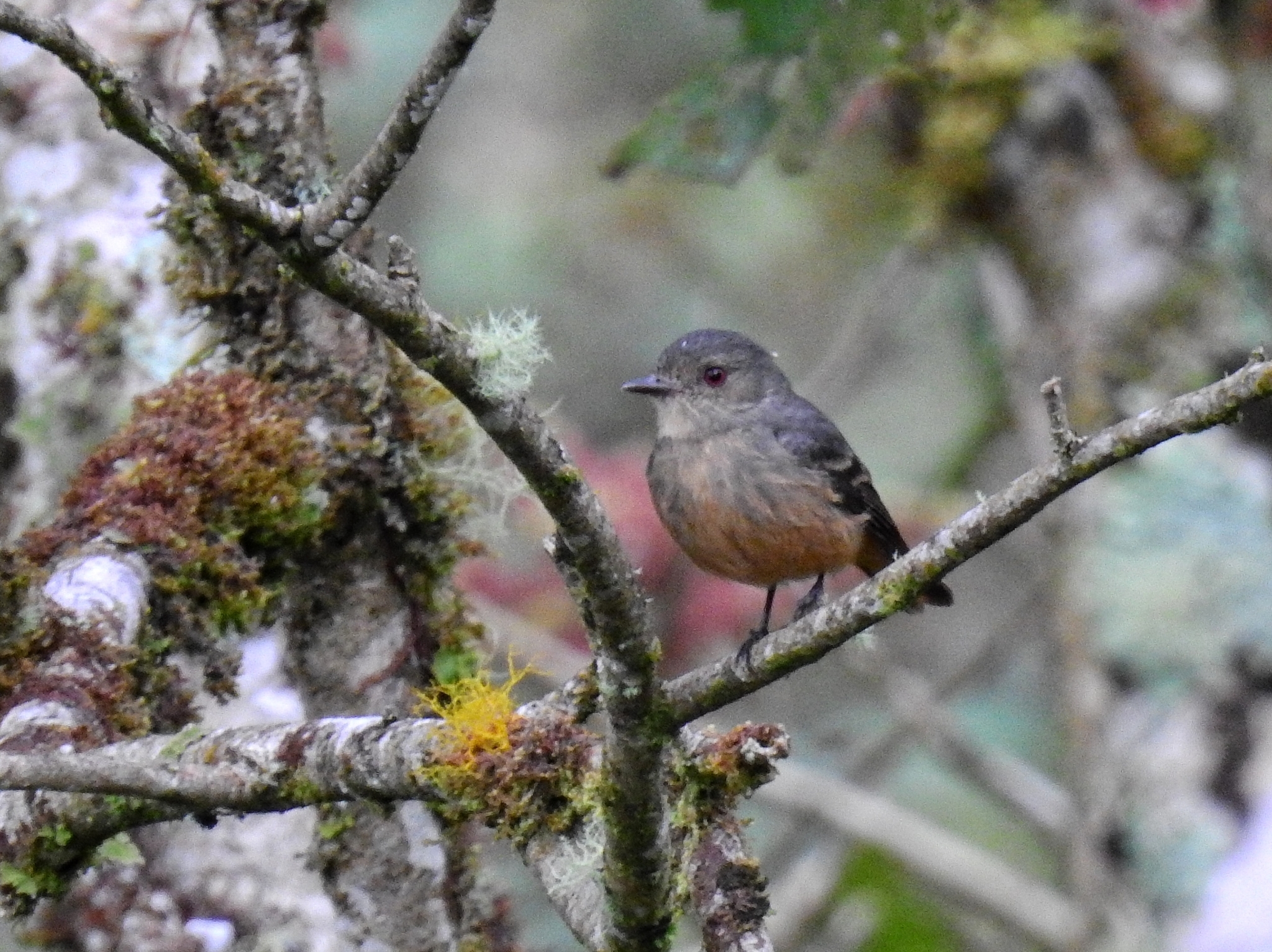 Rufous-tailed Tyrant (Knipolegus poecilurus), photo 1