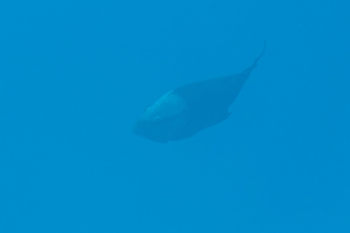 Epibulus insidiator
