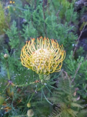 Leucospermum lineare