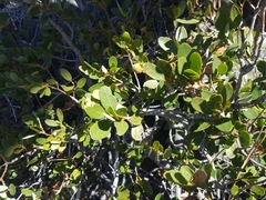 Quercus vacciniifolia