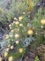 Leucospermum lineare