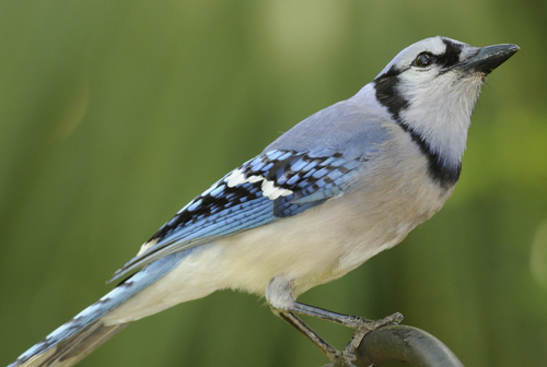 South Florida Blue Jay | Native Nature