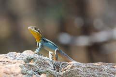 Ctenophorus modestus