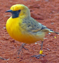 Epthianura aurifrons