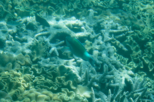Scarus frenatus