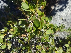 Quercus vacciniifolia